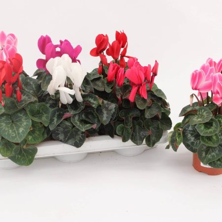 Cyclamen- Ciklámen (Leopardo) 13/30cm