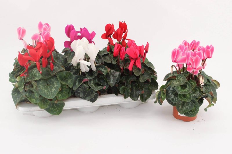 Cyclamen- Ciklámen (Leopardo) 13/30cm
