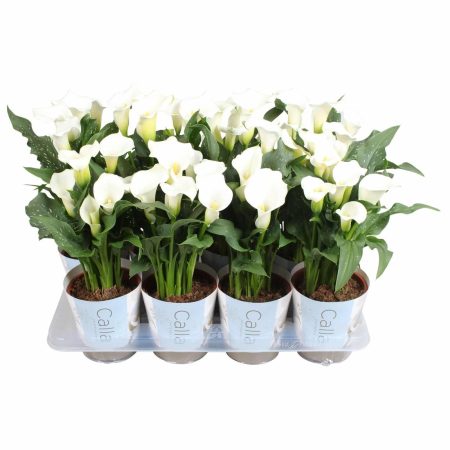 Zantedeschia- Kála (Captain Fresco) 13/50cm
