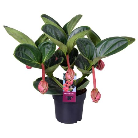 Medinilla (Lambada) 14/40cm
