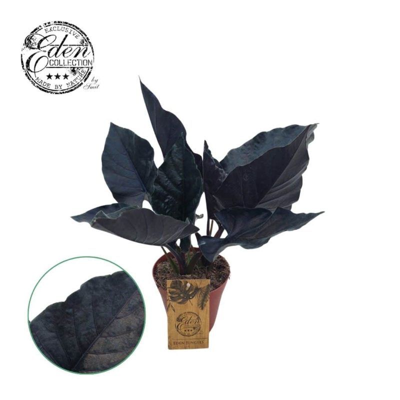 Alocasia Infernalis- Alokázia (Antoro Velvet) 15/30cm