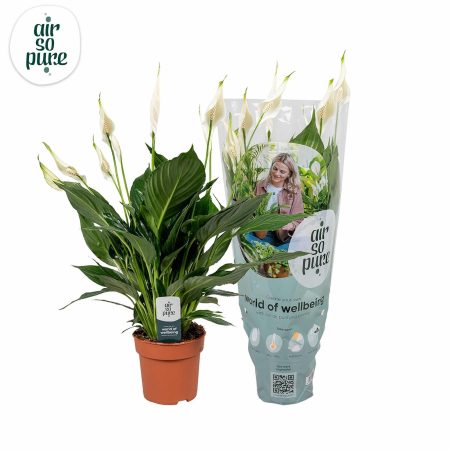 Spathiphyllum- Vitorlavirág (Pico Cupido) 12/50cm