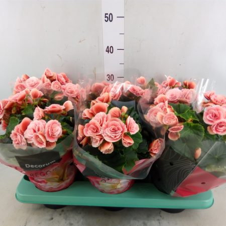 Begonia (DU Borias) 14/40cm