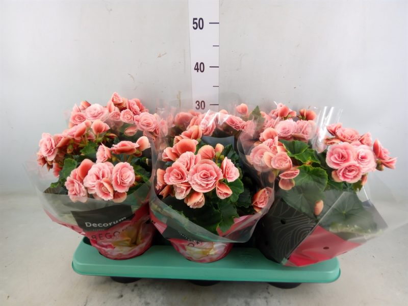 Begonia (DU Borias) 14/40cm