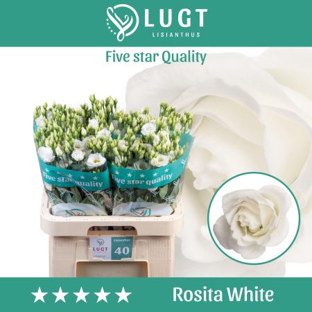 Fehér Lisianthus (Double Rosita White) 70cm