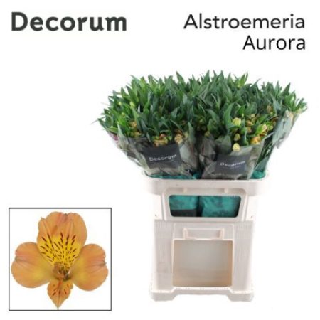 Alstroemeria (Aurora)- Narancssárga 75cm
