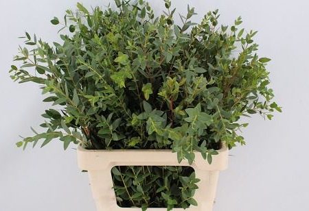 Eucalyptus Parvifolia- 70cm/200g