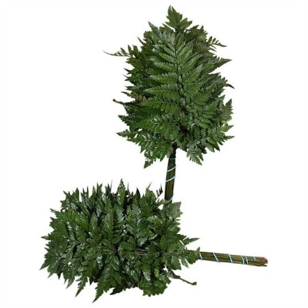 Leatherleaf - Rumora (Medium Green Ocean) 45cm