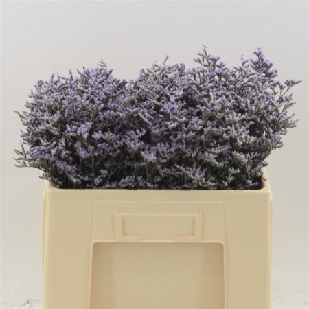Lila Limonium- Sóvirág (Safora Lilac) 60cm