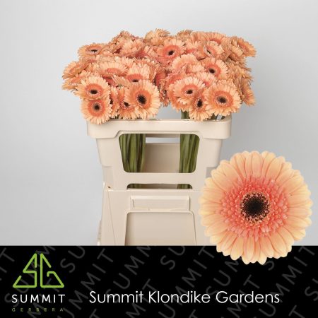Barack Gerbera (Mini Cookie Cream) 50cm