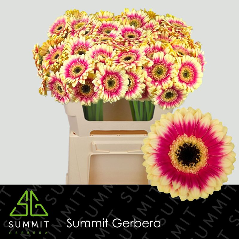 Bicolor Gerbera (Mini Volcano) 50cm