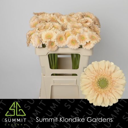 Barack Gerbera (Mini Moet) 50cm