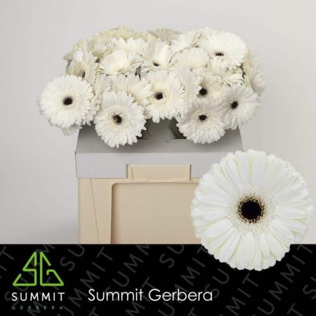 Fehér Gerbera (Owen) 50cm