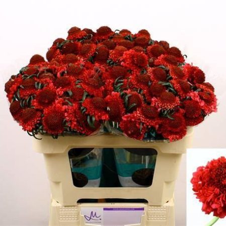 Scabiosa atropurpurea- Ördögszem (Dark Cherry Scoop) 50cm