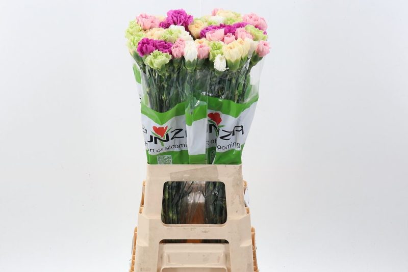 Mix Szegfű (COL Mix In Bunch) 70cm
