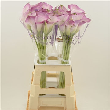 Lila Kála- Zantedeschia (Denver) 60cm