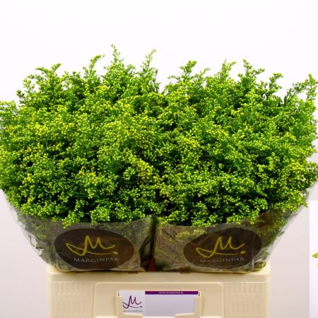 Solidago- Aranyvessző (Carzan Glory) 60 cm
