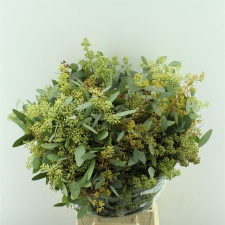 Eucalyptus Populus Leaf Short 60cm/300g