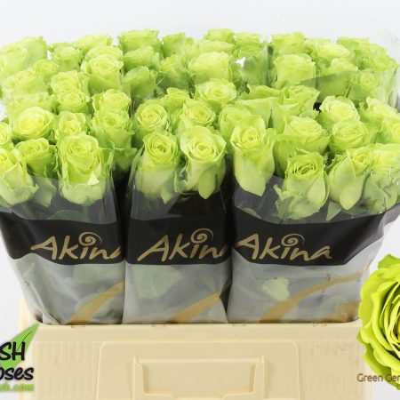 Zöld Rózsa (Green Generation) 60 cm