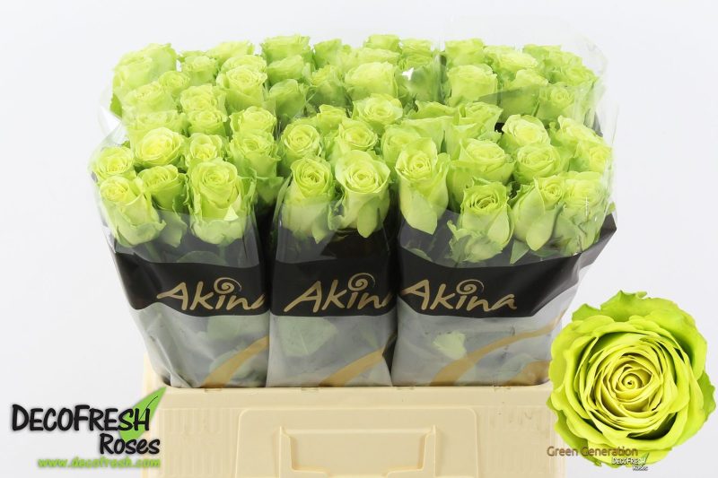 Zöld Rózsa (Green Generation) 60 cm