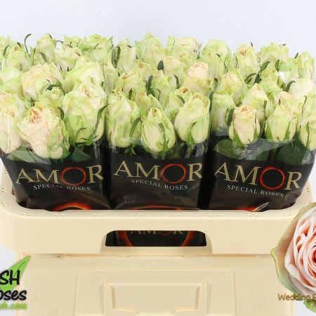 Bicolor Rózsa (Wedding Rose) 60 cm