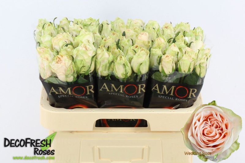 Bicolor Rózsa (Wedding Rose) 60 cm