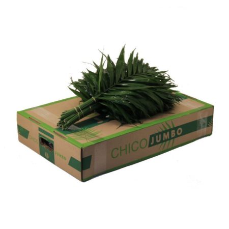 Chico Jumbo 45cm