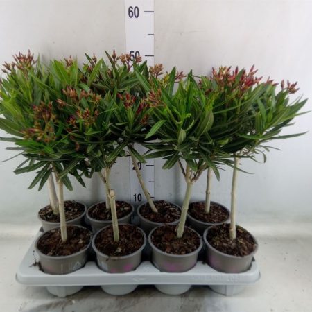 Leander- Nerium Oleander 15/45cm