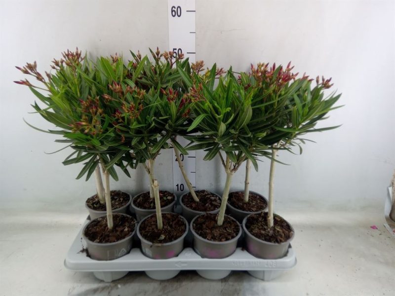 Leander- Nerium Oleander 15/45cm