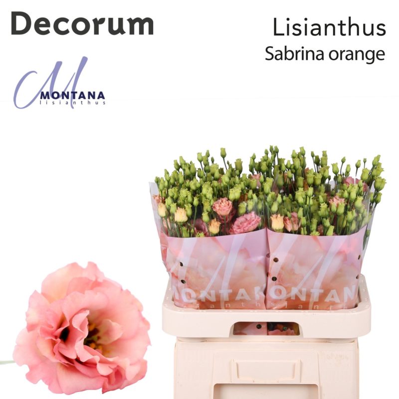 Barack Lisianthus (Double Sabrina Orange) 70cm