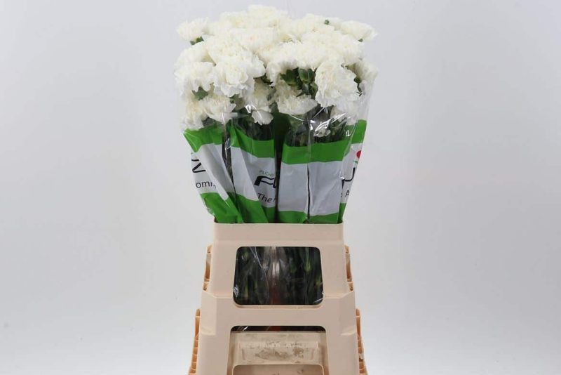 Fehér Szegfű (COL Delphi) 70 cm