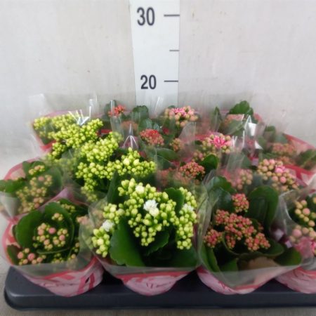 Kalanchoe- Korallvirág (5 Color Mix) 8/15cm