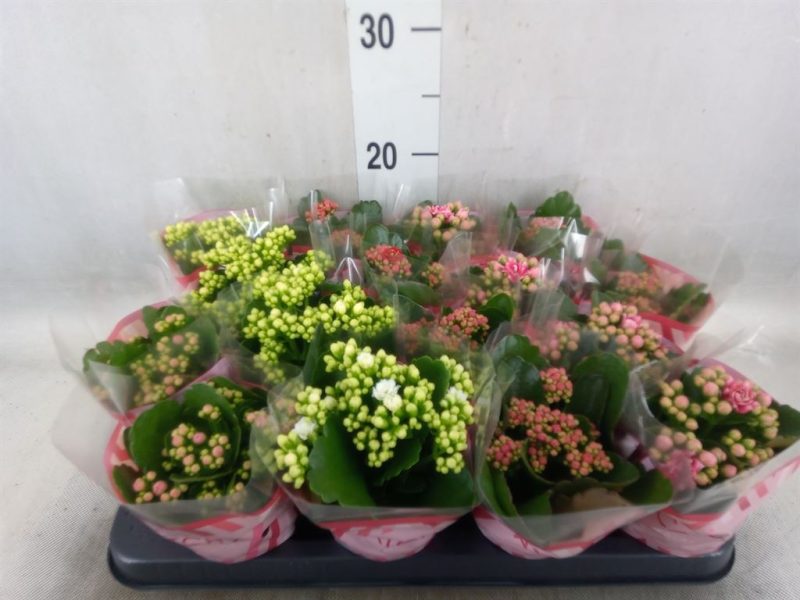 Kalanchoe- Korallvirág (5 Color Mix) 8/15cm