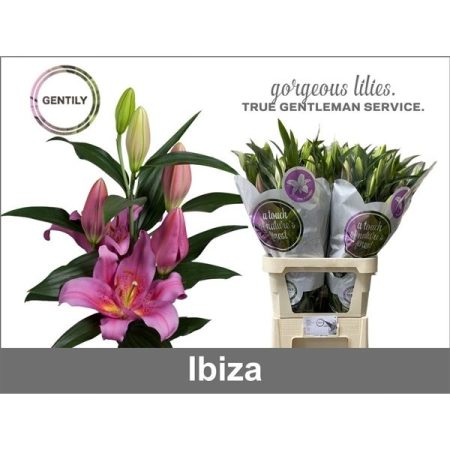 Rózsaszín Liliom (OR Ibiza) 90cm