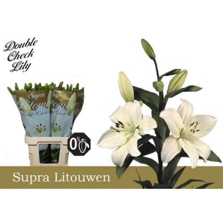 Fehér Liliom (Long Supra Litouwen) 95cm