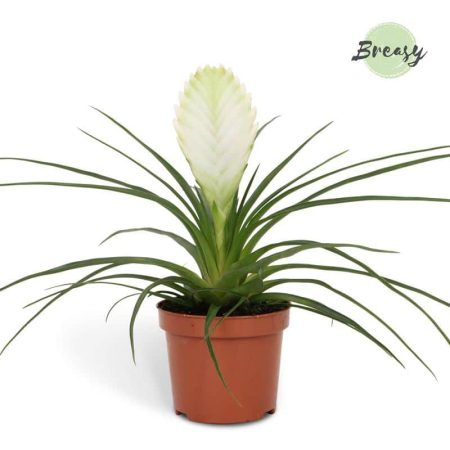 Tillandsia Cyanea- Szakállbromélia (Biancini) 10,5/30cm