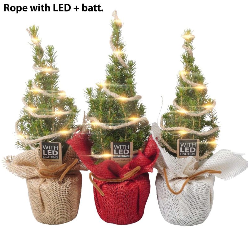 Picea Glauca- Cukorsüvegfenyő (Conica Perfecta LED) 9/30cm