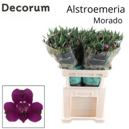Alstroemeria (Morado)- Lila 75cm/70g