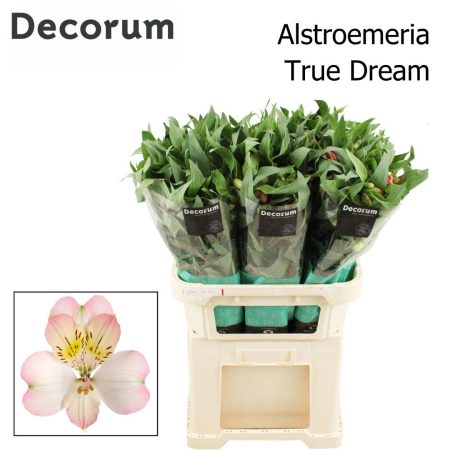 Alstroemeria (True Dream)- Fehér/Rózsaszín 75cm/70g