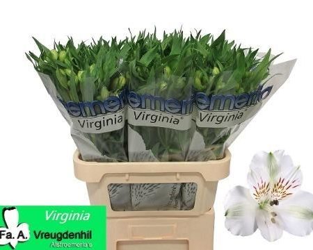 Alstroemeria (Virginia) -Fehér 75cm