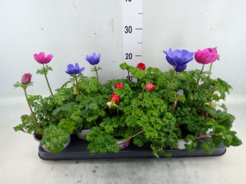 Anemone Coronaria- Koronás Szellőrózsa (Harmony Mix) 10,5/25cm