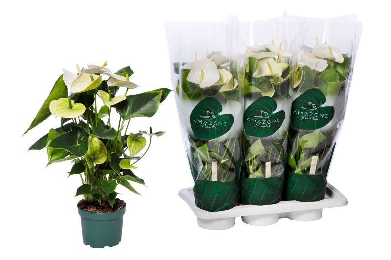 Anthurium- Flamingó (Samora Premium Line) 17/60cm