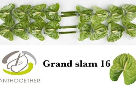 Anthurium- Flamingó (Grand Slam)- Zöld