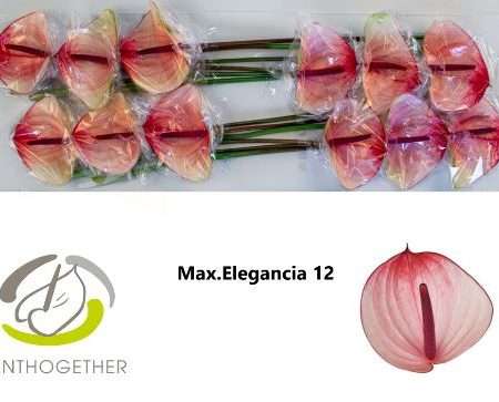 Anthurium- Flamingó (Maxima Elegancia)