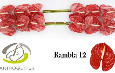 Anthurium- Flamingó (Rambla)- Piros