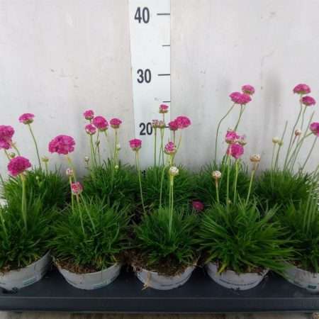 Armeria maritima- Pázsitszegfű (Armada Rose) 12/17cm