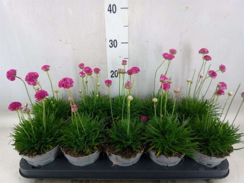 Armeria maritima- Pázsitszegfű (Armada Rose) 12/17cm