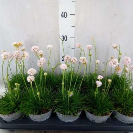 Armeria maritima- Pázsitszegfű (White) 12/17cm