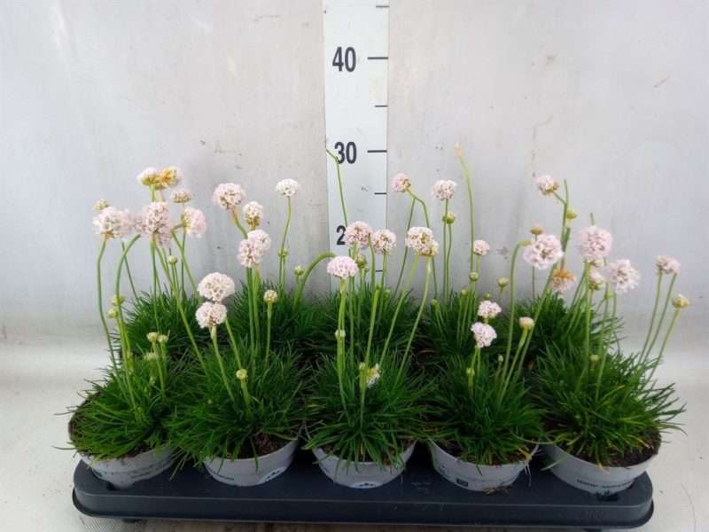 Armeria maritima- Pázsitszegfű (White) 12/17cm