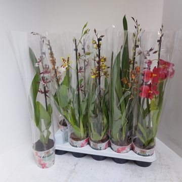 Cambria- Orchidea (Mix 1 ágú) 12/80cm